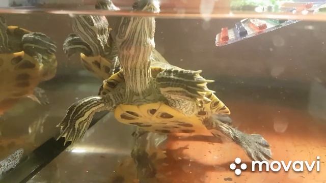 Нашичерепашки! Релакс для вас!!!! смотреть онлайн