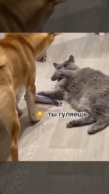 Буллинг от котика 😂 смотреть онлайн