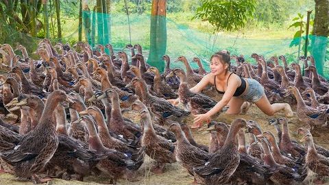 Продажа большого количества уток после 5 месяцев выращивания, жители деревни купили всех уток. смотреть онлайн