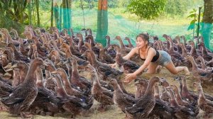 Продажа большого количества уток после 5 месяцев выращивания, жители деревни купили всех уток.