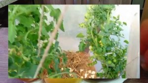 Лучшие гибриды сезона 2025