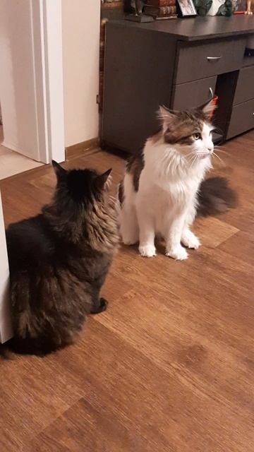 Хулиганы зрения лишают