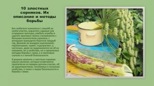 10 злостных сорняков. Описание и методы борьбы