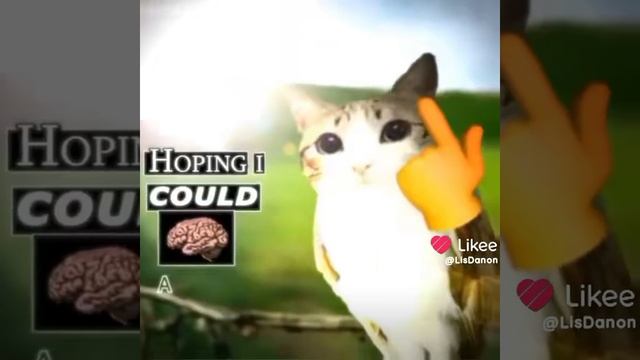 Meowl и Nyan Cat эдит