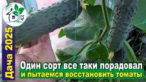 Один сорт огурцов все таки порадовал и пытаемся восстановить томаты