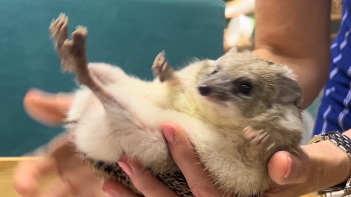 Аня у своих любимых ежат в Ежекафе. смотреть онлайн