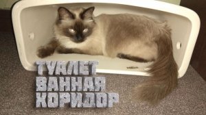 II. Сталинка. Туалет-ванная-коридор. 2.1 Стены, полы и бойлер