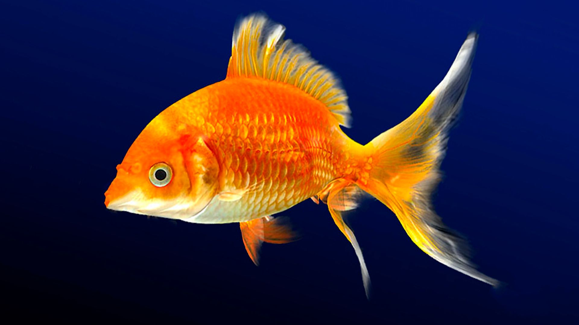 🐠 КРАСИВАЯ УСПОКАИВАЮЩАЯ МУЗЫКА ДЛЯ СНА 🎵 РАССЛАБЛЯЮЩАЯ МУЗЫКА ДЛЯ ДУШИ 🎵 МУЗЫКА ДЛЯ МЕДИТАЦИИ смотреть онлайн