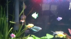 Мои аквариумы.07.12.2025г.