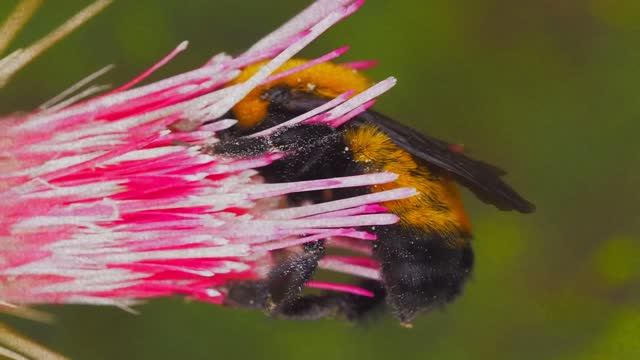 Dark Abyss Salvation - Шмель (OFFICIAL VIDEO)