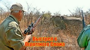 Выстрел с близкого расстояния в Огромного Слона в Ботсване