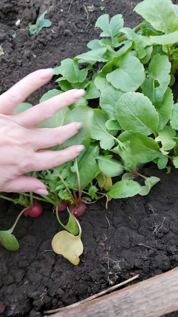 #жизньвдеревне