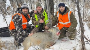 ОХОТА НА СИБИРСКУЮ КОСУЛЮ / ДОБЫЛИ КОСУЛЮ / ЗАГОННАЯ ОХОТА / ХОРОШИЙ ТРОФЕЙ