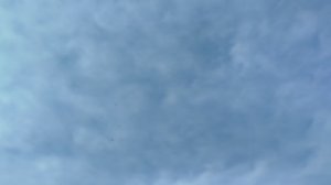 голуби Горловки