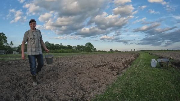 Посев пшеницы в ручную.