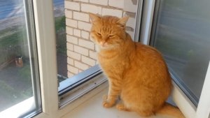 Летний Мишка