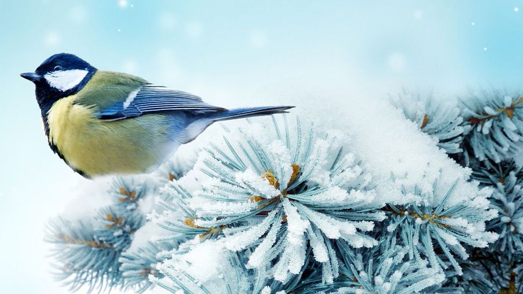 Зимующие птицы средней полосы России смотреть онлайн