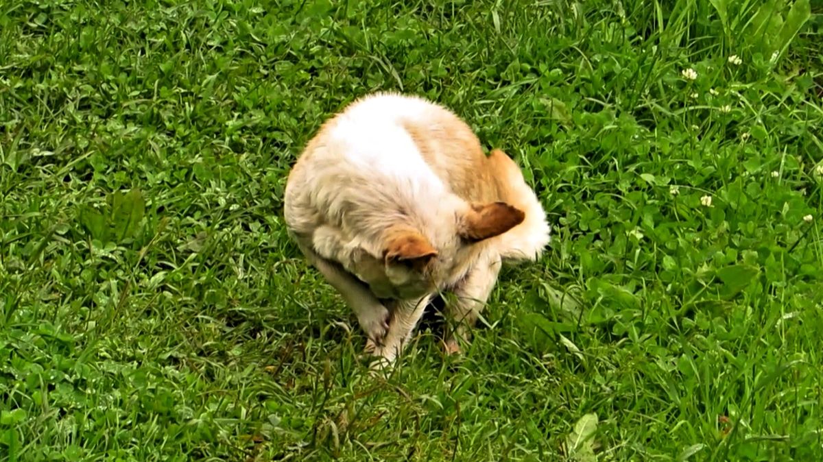 Жуля умывается смотреть онлайн