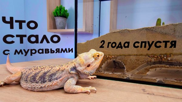 МУРАВЬИНЫЙ МЕГАПОЛИС СПУСТЯ 2 ГОДА: ЧТО СКРЫТО ЗА СТЕКЛОМ 🐜
