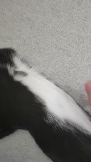 Кот красава!