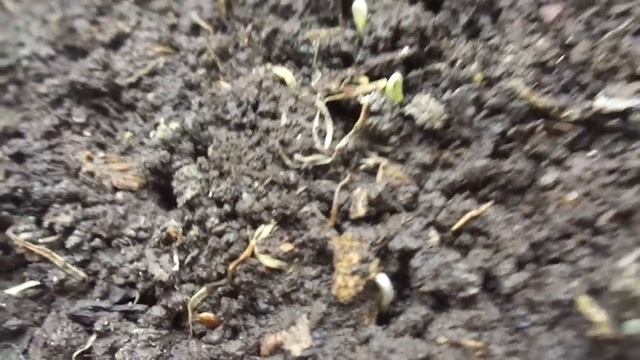 ПРОВЕРЯЕМ ВСХОЖЕСТЬ СТАРЫХ СЕМЯН ТОМАТОВ. 2018 год. смотреть онлайн