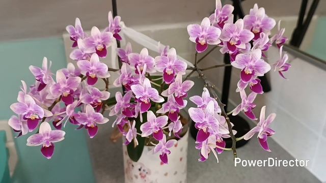 Полное цветение орхидеи Микс смотреть онлайн