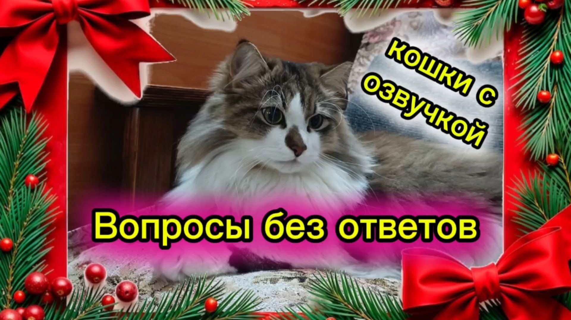Кошки с озвучкой. Много почему. Вопросы без ответов. смотреть онлайн