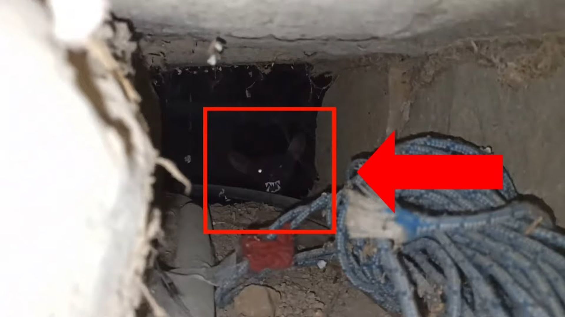 Страшные видео на ночь! Заброшенный дом в лесу с мифическим существом