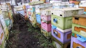 про плохой и хороший бакфаст, не верьте чужим словам, проверяйте сами у себя на пасеке , 7.12.2025