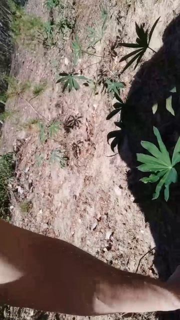 Сергей Елгазин - Кидание камней вверх по склону.