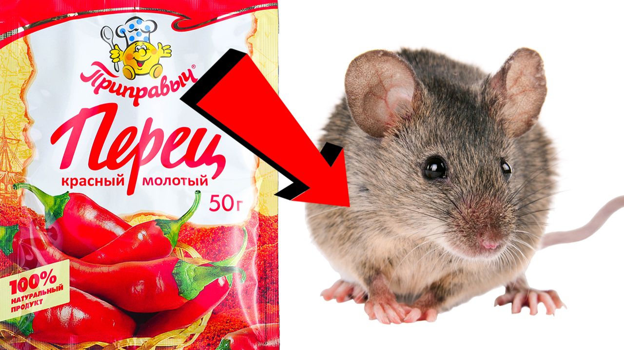 Как избавиться от мышей и крыс навсегда За 1 минуту...!!.!!.!!... смотреть онлайн