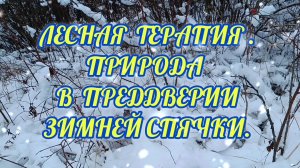 ЛЕСНАЯ ТЕРАПИЯ. ПРИРОДА В ПРЕДДВЕРИИ ЗИМНЕЙ СПЯЧКИ