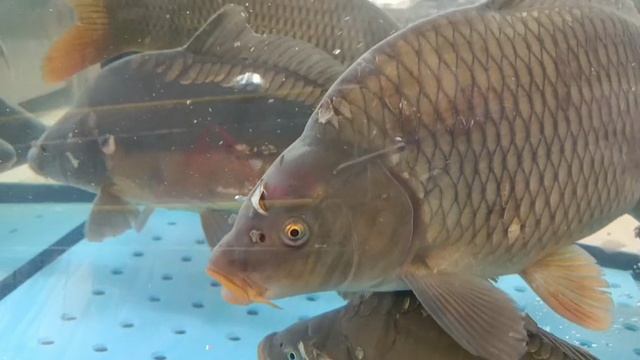 #рыбки плавают в ленте в брянске#какая милота смотреть онлайн