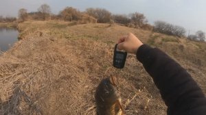 сом, змейголов и сазан