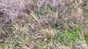 Сохраняем воду в почве!