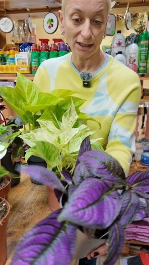 Новинки комнатных в одном видео. Подборка редких растений.