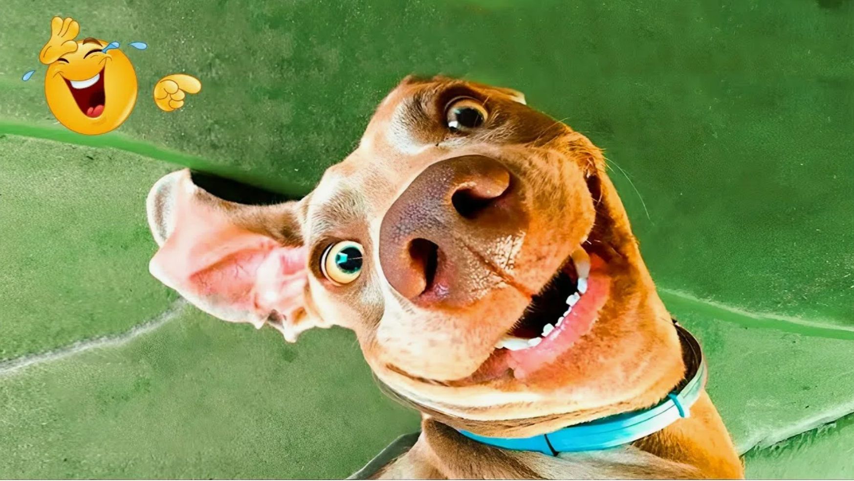 Видео приколы с животными Лучшие смешные видео с кошками и собаками 😹🐶 смотреть онлайн