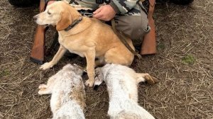 Два зайца за один день! Успешная охота с собакой #охота #охотаназайца #охотассобакой