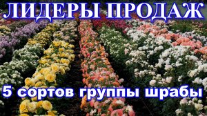 ЛИДЕРЫ ПРОДАЖ 5 СОРТОВ РОЗ ГРУППЫ ШРАБЫ 2025 ГОДА