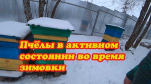 ПЧЁЛЫ В АКТИВНОМ СОСТОЯНИИ, НЕ САДЯТСЯ В КЛУБ ВО ВРЕМЯ ЗИМОВКИ, ЧТО ДЕЛАТЬ