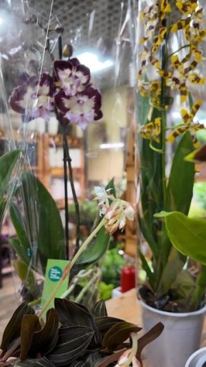 Орхидеи - как много в этом слове.