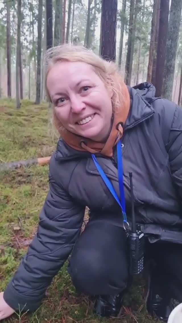 Приключения в лесу и ГРИБЫ СО ВСЕХ СТОРОН. Зимние опята и лисичка трубчатая. смотреть онлайн