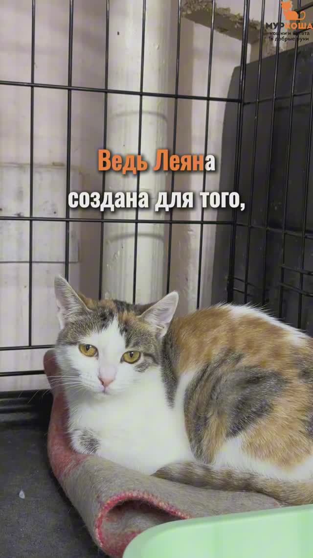 Леяна ждёт вас в приюте #Муркоша смотреть онлайн