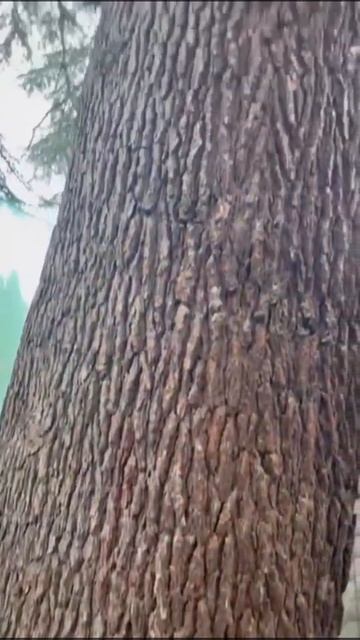 WhatsApp Video 2025-12-07 at 00.37.18 смотреть онлайн