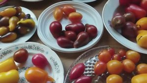 Томаты Черри, томаты Коктельного типа