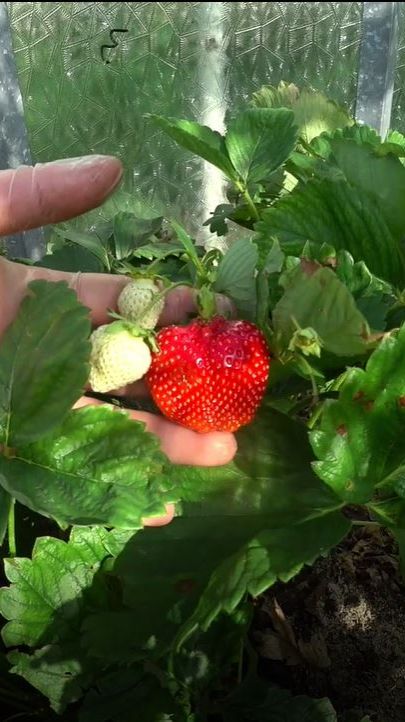 Когда вносить удобрение под клубнику? смотреть онлайн