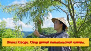 Dianxi Xiaoge. Китай. Сбор дикой юньнаньской оливы.