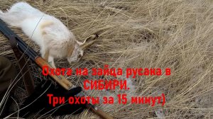 Охота на зайца русака в СИБИРИ. Три охоты за 15 минут)