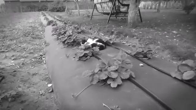 хз что писать смотреть онлайн