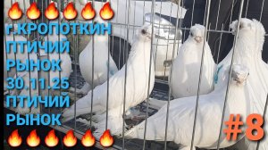 💥🕊💥 г.Кропоткин. Ярмарка голубей. Птичий рынок 30.11.25. Часть 8. Pigeons Fair. Bird Market.